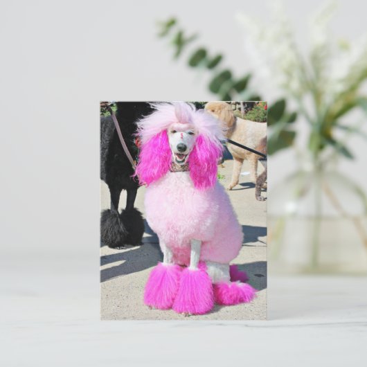 Poodle Day 2016 - Barnes - Pink Standard Poodle Postkarte (Stehend Vorderseite)