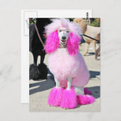 Poodle Day 2016 - Barnes - Pink Standard Poodle Postkarte (Vorne/Hinten)