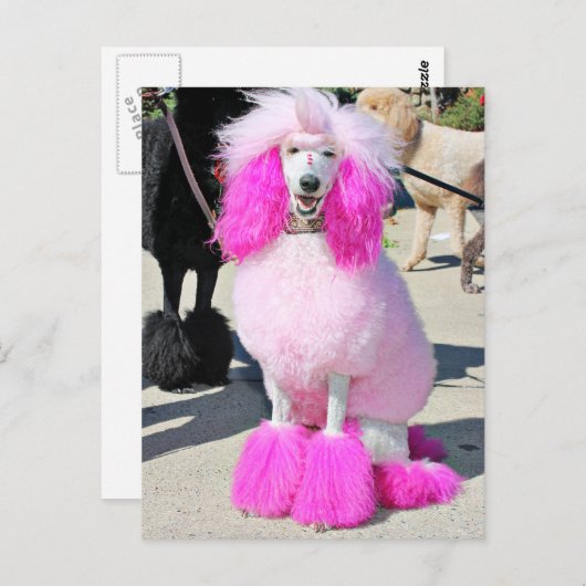 Poodle Day 2016 - Barnes - Pink Standard Poodle Postkarte (Vorne/Hinten)