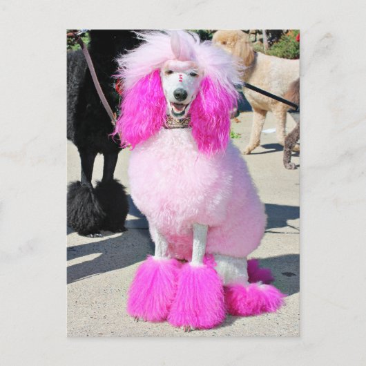 Poodle Day 2016 - Barnes - Pink Standard Poodle Postkarte (Vorderseite)