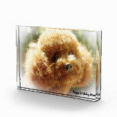 Poodle Dog Fotoblock (Rechts)