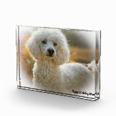 Poodle Dog Fotoblock (Rechts)