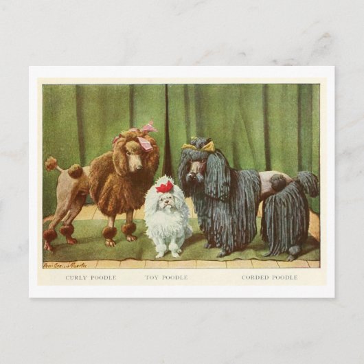 Poodle Dogs Postcard Postkarte (Vorderseite)