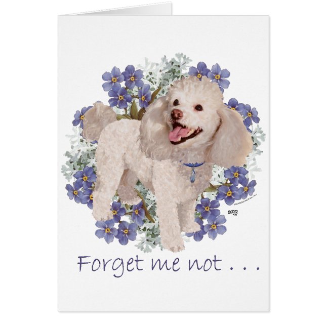 Poodle-Erinnerungen (Vorne)