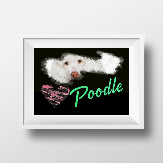 Poodle Eyes Solid Color Poster