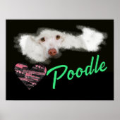 Poodle Eyes Solid Color Poster (Vorne)