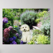 Poodle Garden Print Poster (Vorne)