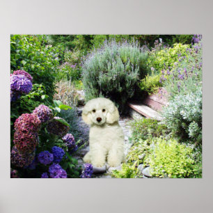 Poodle Garden Print Poster