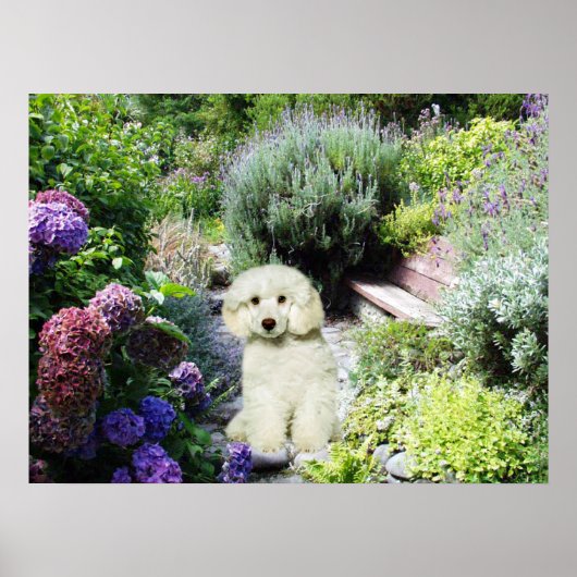 Poodle Garden Print Poster (Vorne)