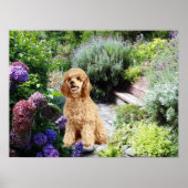 Poodle Garden Print Poster (Vorne)