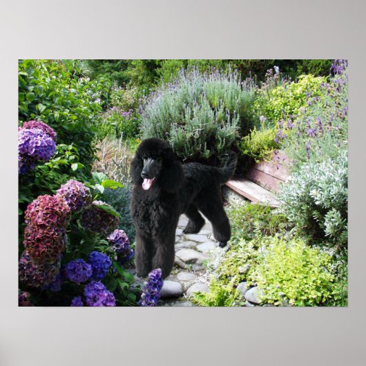 Poodle Garden Print Poster (Vorne)