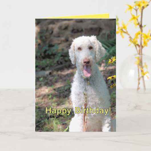 Poodle Geburtstag Karte (Gelbe Blume)