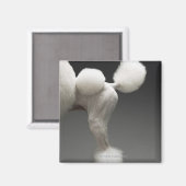 Poodle-Haunches auf grauem Hintergrund Magnet (Vorderseite/Rückseite)