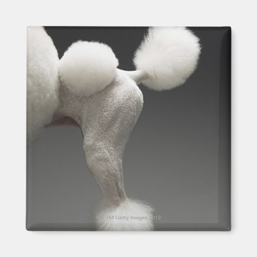 Poodle-Haunches auf grauem Hintergrund Magnet (Vorne)