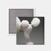 Poodle-Haunches auf grauem Hintergrund Magnet (Vorderseite/Rückseite)