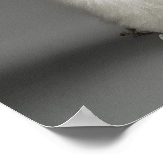 Poodle-Haunches auf grauem Hintergrund Poster (Ecke)