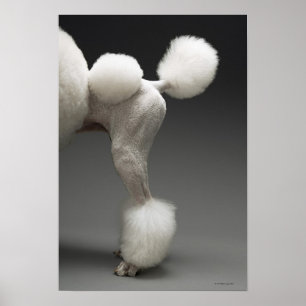 Poodle-Haunches auf grauem Hintergrund Poster