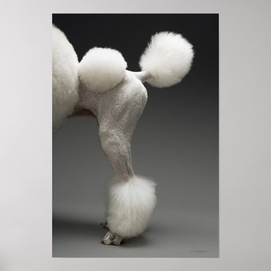 Poodle-Haunches auf grauem Hintergrund Poster (Vorne)