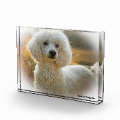 Poodle Hund. Fotoblock (Rechts)