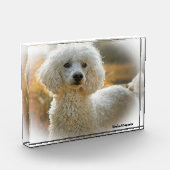 Poodle Hund. Fotoblock (Links)