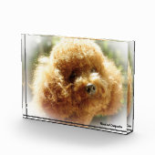 Poodle Hund. Fotoblock (Rechts)