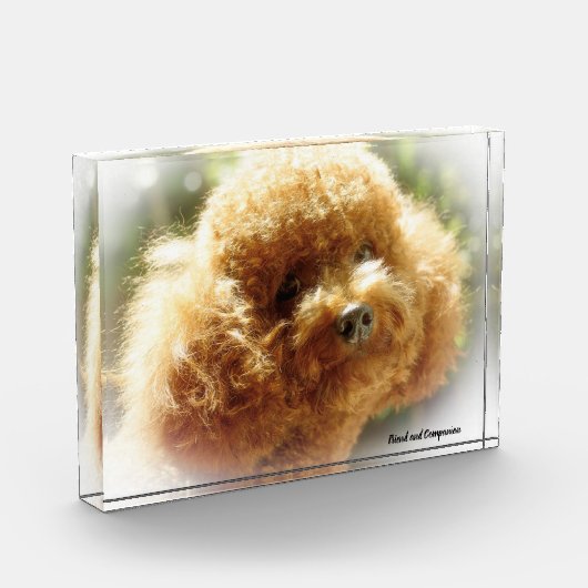 Poodle Hund. Fotoblock (Links)