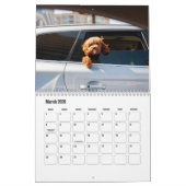 Poodle-Kalender Kalender (Mär 2026)