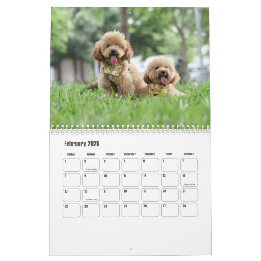Poodle-Kalender Kalender (Feb 2026)