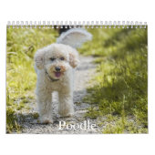 Poodle-Kalender Kalender (Titelbild)