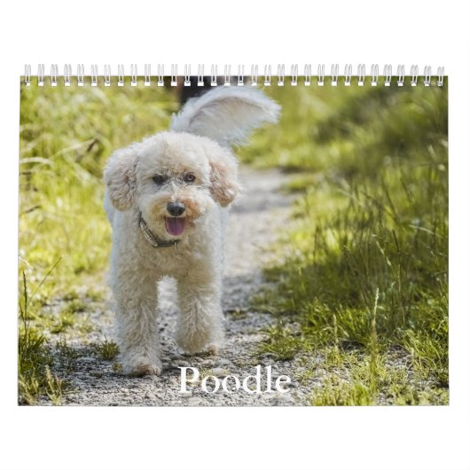 Poodle-Kalender Kalender (Titelbild)