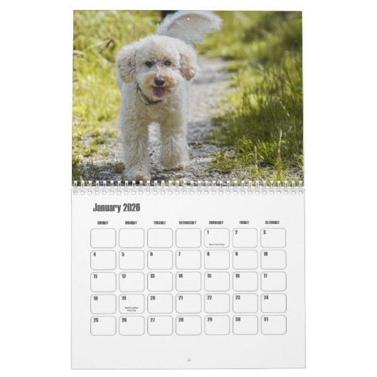 Poodle-Kalender Kalender (Jan 2026)