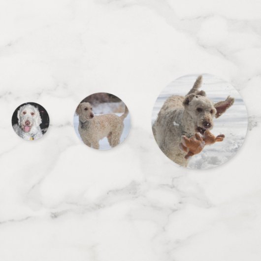 Poodle Konfetti (Vorderseiten)