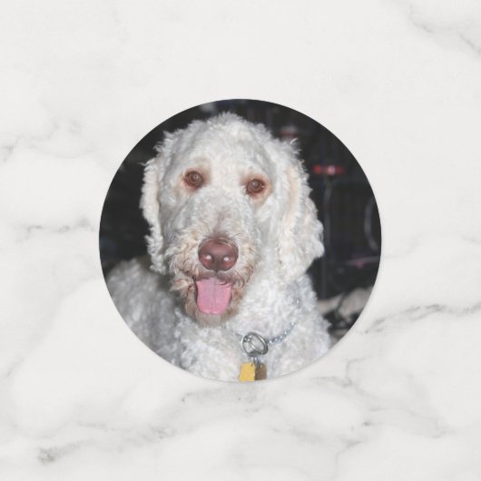 Poodle Konfetti (Klein Vorderseite)