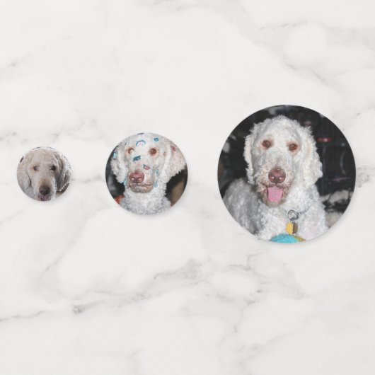 Poodle Konfetti (Vorderseiten)