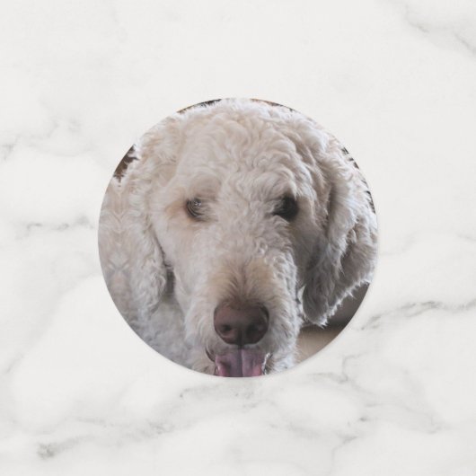 Poodle Konfetti (Klein Vorderseite)