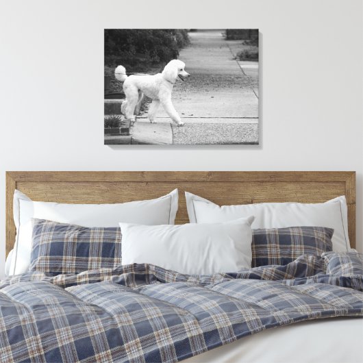 Poodle Leinwanddruck (Insitu (Schlafzimmer))