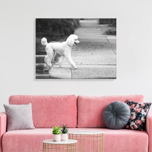 Poodle Leinwanddruck (Insitu (Wohnzimmer))