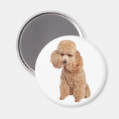 Poodle Magnet (Vorderseite/Rückseite)