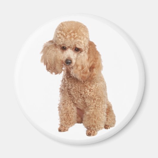 Poodle Magnet (Vorne)