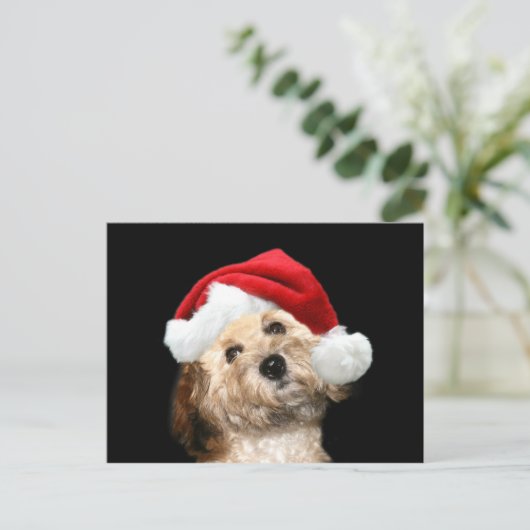 Poodle Mix Weihnachten (Stehend Vorderseite)
