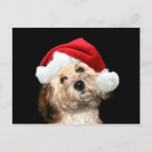 Poodle Mix Weihnachten (Vorderseite)
