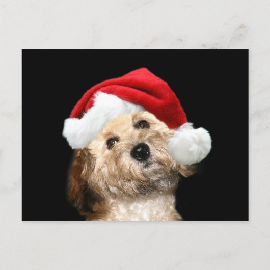 Poodle Mix Weihnachten (Vorderseite)