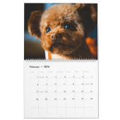 Poodle Niedlich Poodle Welpen - Kalender 2024 (Feb 2026)