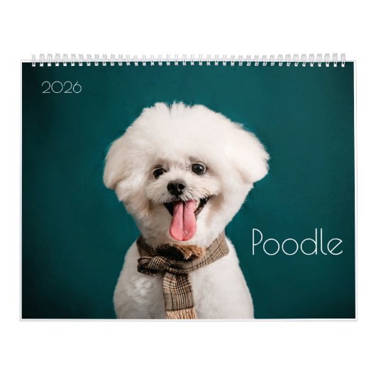 Poodle Niedlich Poodle Welpen - Kalender 2024 (Titelbild)