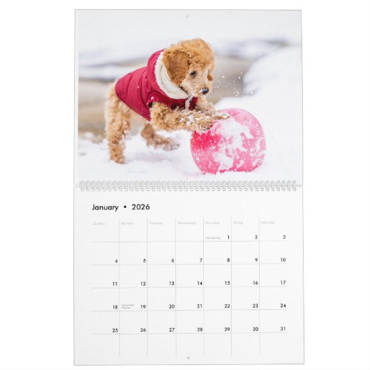 Poodle Niedlich Poodle Welpen - Kalender 2024 (Jan 2026)