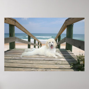 Poodle on Boardwalk Poster