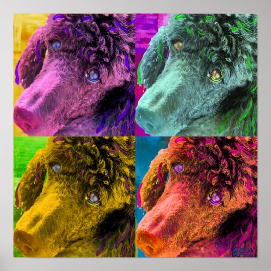 Poodle Pop Art Colorado Poster (Vorne)