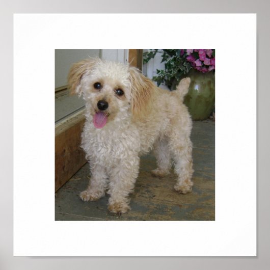 Poodle Poster (Vorne)