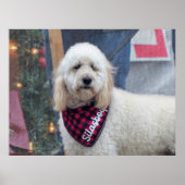 Poodle Poster (Vorne)