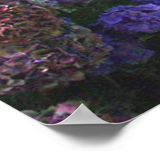 Poodle Poster Hydrangeas (Ecke)